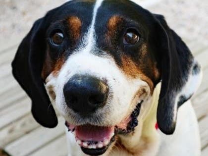 https://patch.com/img/cdn20/users/23738464/20200901/093748/styles/patch_image/public/090120-arlington-pet02___01093522651.jpg