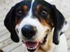 "He loves spending time with us and will constantly follow me around everywhere I go."