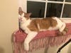 Ramon is a 1-year-old neutered male cat.