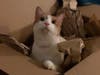 Ramon is a 1-year-old neutered male cat.