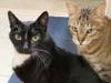 Tinto and Yaiza are a 12-years-old bonded pair of cats looking for their forever home.