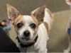 Romeo is shy but can be affectionate once he gets to know you.