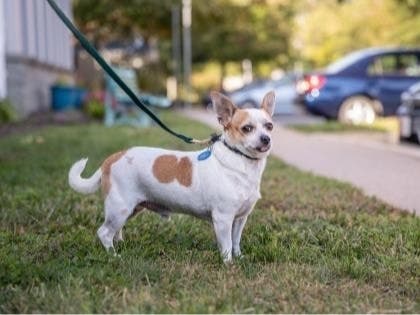 https://patch.com/img/cdn20/users/23738464/20201014/022618/styles/patch_image/public/10420-arlington-pet02___14142523246.jpg