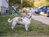 Romeo recently transferred from Lebanon, where he survived the Beirut explosion.