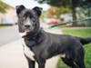 Newt, a 2-year-old male mixed breed, was found as a stray in West Virginia.