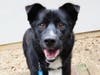 Newt is a friendly pup with a tail that seems to have no off switch.