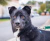 Newt isn't just a physically active pup, he has proved that he is quite the smart cookie.