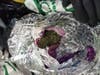 Customs and Border Protection officers seized 678 pounds of khat at Washington Dulles International Airport on Monday.