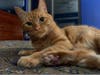 Schrodinger likes lots of attention and playing with wand toys.