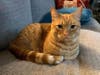 Schrodinger is a super affectionate little explorer who instantly made himself at home in his foster dad's house. 