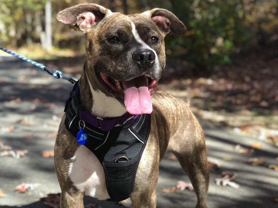 https://patch.com/img/cdn20/users/23738464/20201208/080311/styles/patch_image/public/120820-arlington-pet01-moc___08080014416.jpg