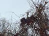 A Great Blue Heron struggles to free itself on the top of a tree at Kingstowne Lake.