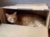 Cesar is a 7-year-old neutered male kitty.