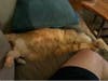 Cesar is a 7-year-old neutered male kitty.