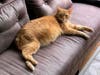 Cesar is a 7-year-old neutered male kitty.