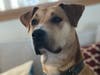 Goldie is a 1-year-old spayed female mixed breed, who is looking for a home.