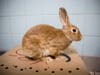 Jane is a quiet, curious, friendly bunny who enjoys the company of people and getting gentle pets on her head and ears.