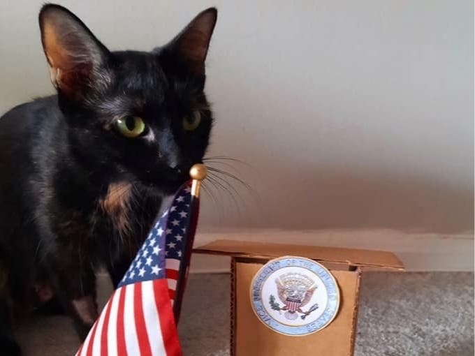 While the name may suggest this cat has political aspirations, she's just looking for a loving family and some sunny spots to nap.