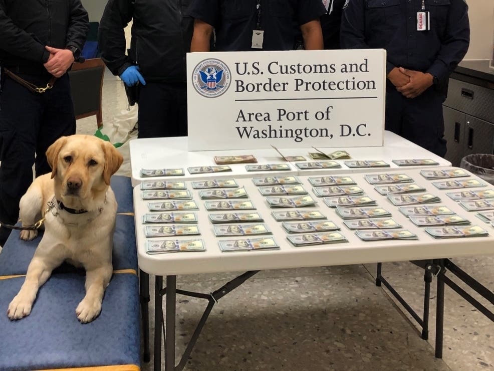 Customs and Border Protection officers seized $43,409 in unreported currency after K9 Cato alerted to the Belgium-bound man’s baggage at Washington Dulles International Airport.