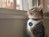 Cynthia spends most of her days walking around the apartment and exploring the different sights and smells.