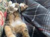 Cynthia always welcomes a good belly rub.