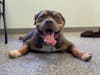 Diego is a 2-year-old pup looking for his forever home.