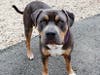 AWLA's behavior associate Samantha said Diego is "a big goober of a dog."