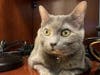 Animal Welfare League of Arlington is looking for a permanent home for Mocha, a senior domestic. shorthair cat.