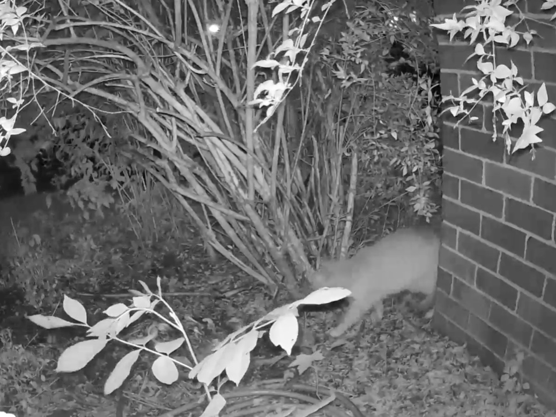 Popeye returns to his bowl to ensure everything was the way he left it.