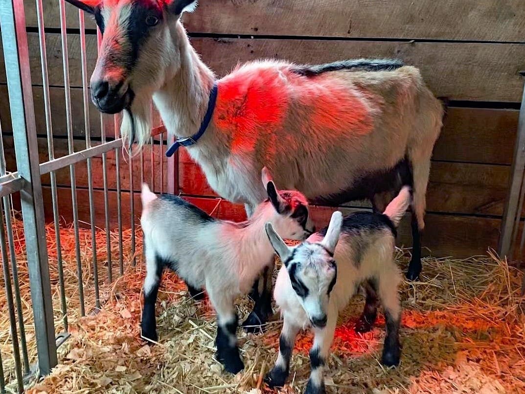 Stella, an Alpine dairy goat at Frying Pan Farm Park, delivered twin does on April 16, 