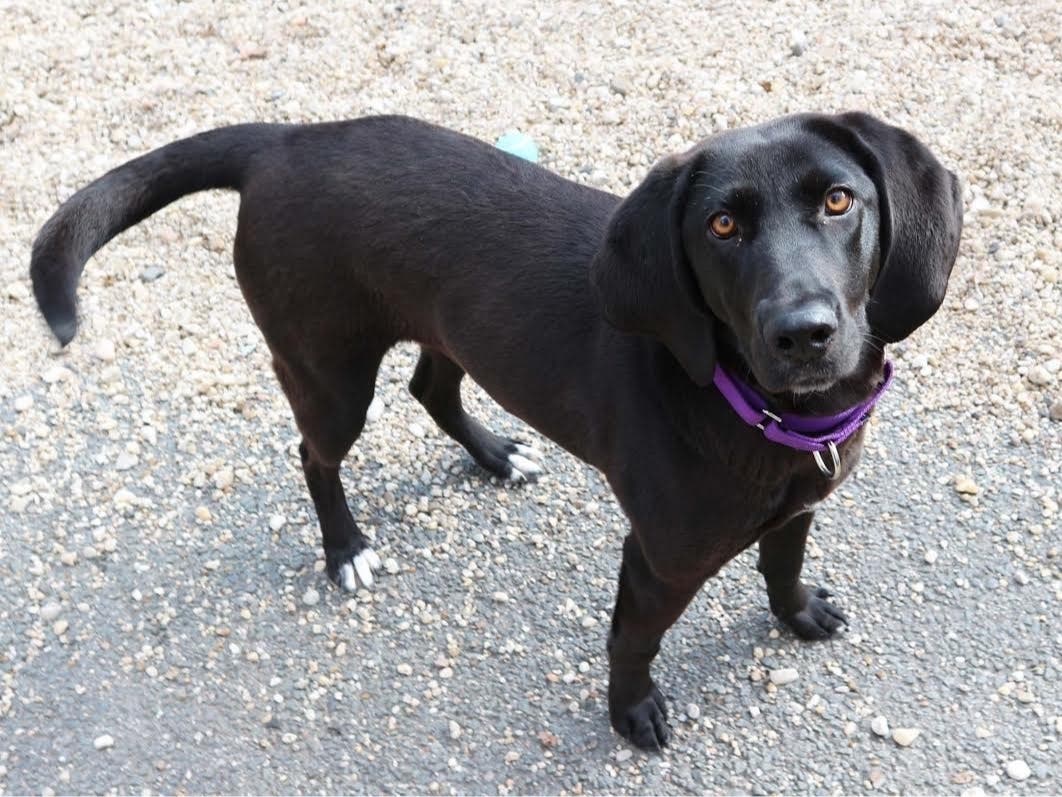 Gloria loves hanging around with other dogs, and would be the perfect second dog for any dog-loving home.