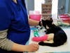 Chrissie came to the Animal Welfare League of Arlington with a broken league and spent the first six weeks in a cast.