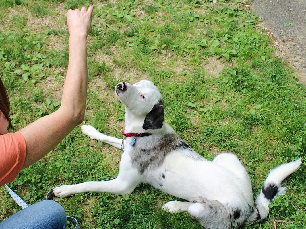Juno is a fun-loving female dog who wants to find the perfect home where she can share her love of fun with a new owner.