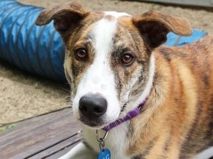 Tucker loves belly rubs, going on long walks, and learning knew things. 
