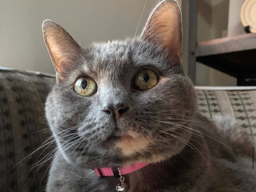 Mocha is a warm and friendly cat who is looking for her forever home.