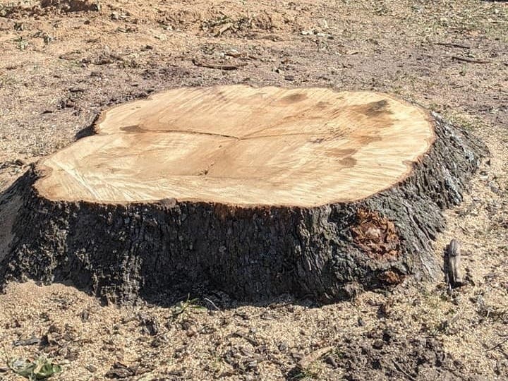 The Herndon Town Council approved a plan in October 2015 that included removing the tree that workers chopped down Tuesday morning.