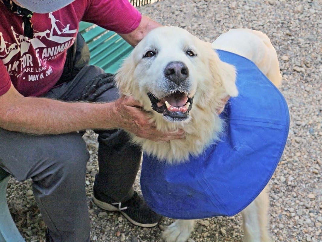 Despite some recent hardships, Maddie is the gentler than other dogs and is looking for someone to love her forever.