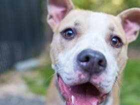 Looking for some adventure in your life? Myles is ready to explore life with you.