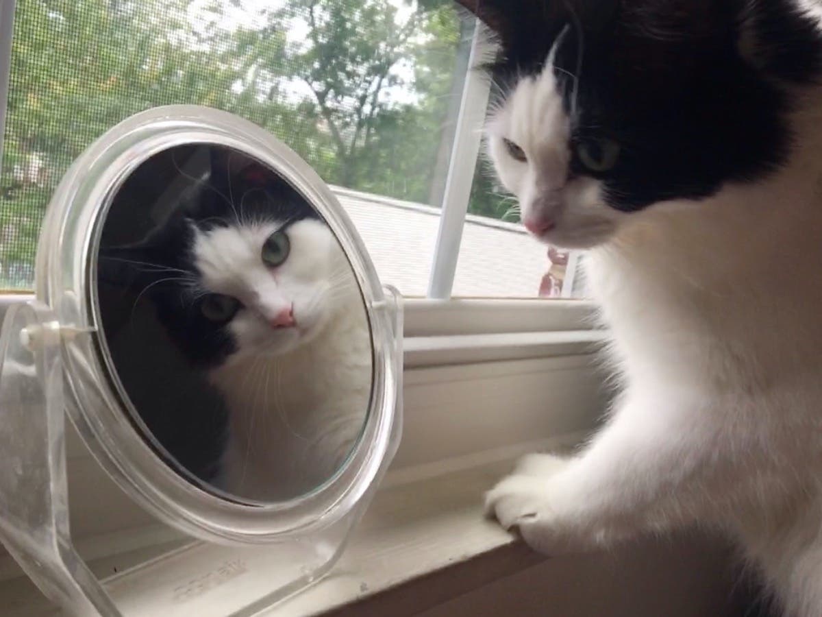 This is Finn, our street cat turned model! He loves belly rubs, wrestling with his dog brother, and convincing you that you haven’t fed him yet despite having eaten 5 minutes ago. —