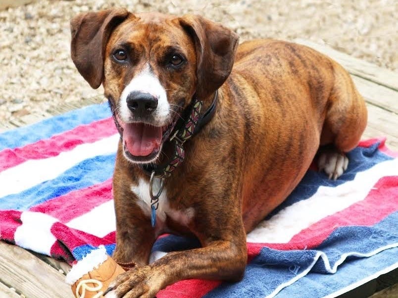 Animal Welfare League of Arlington is trying to find a new home for Bruno, a brindle-colored dog who's pretty laid back and mellow.