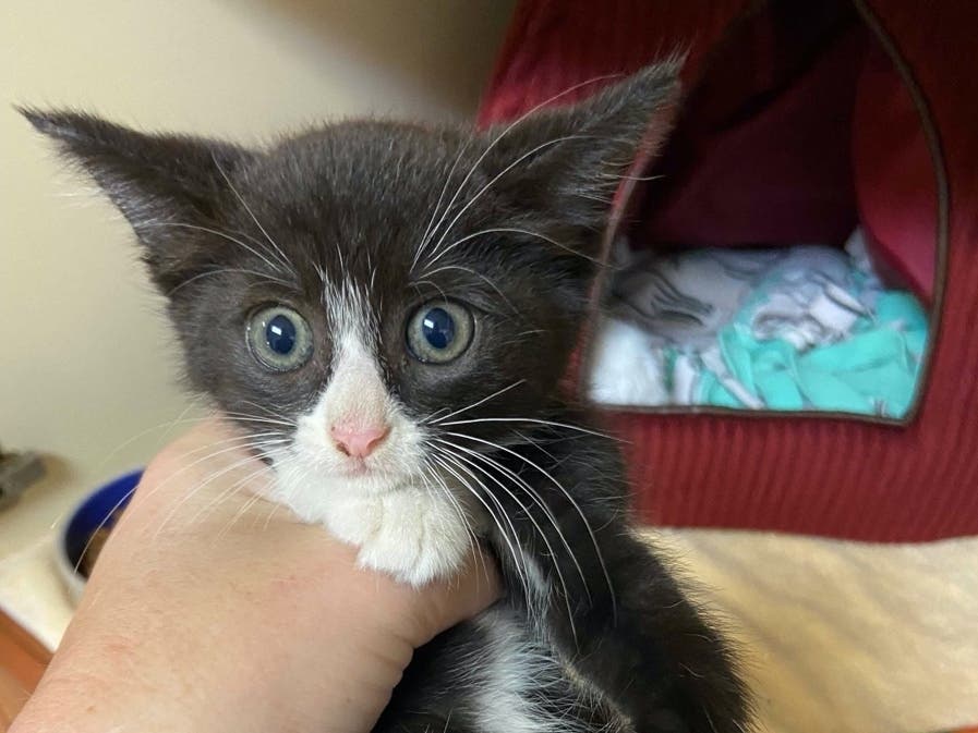Arlington County Animal Control rescued a 1-month-old kitten after a woman reported hearing mewing coming from inside a parked van.