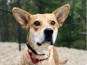 Carmilita, an easy-going, mixed breed dog, came from a North Carolina rescue that partners with the Animal Welfare League of Arlington.
