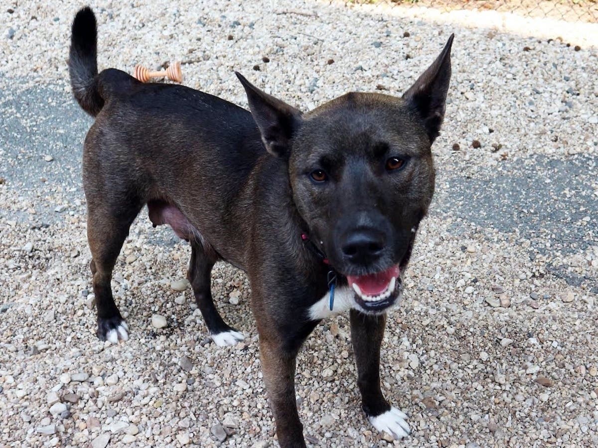 Layla is an adult female dog who is looking for her forever home with the help of the Animal Welfare League of Arlington.