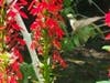 A hummingbird feeds on a flower in Fairfax City.