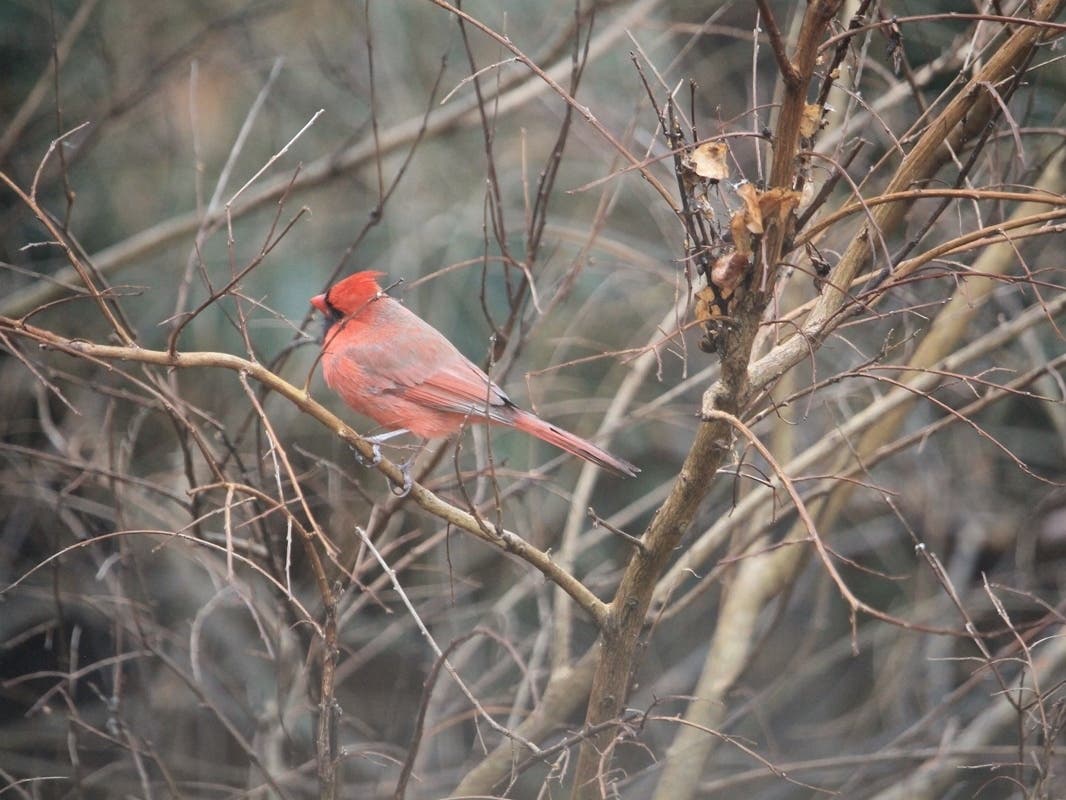 https://patch.com/img/cdn20/users/23738464/20210902/024739/styles/patch_image/public/birds06-herndon___02142227864.jpg