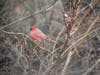A cardinal sits among the branches.