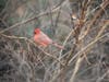 A cardinal sits among the branches.