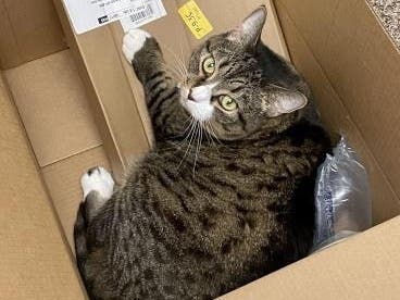 Hollyleaf the cat has been waiting 257 day at the Arlington County Shelter to meet her new parents and finally go to her forever home. 