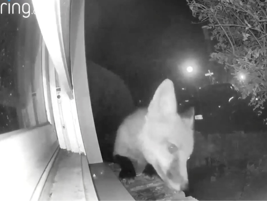 A fox is captured on video jumping up onto a windowsill at 1:39 a.m. on Monday and chowing down on snacks meant for the neighborhood's feral cat.