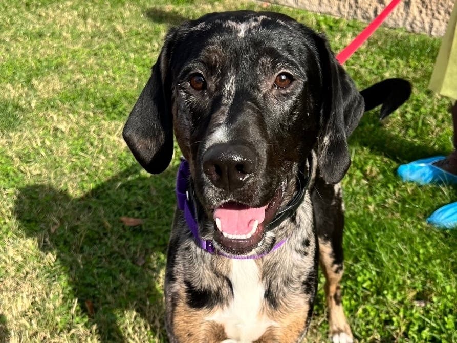 Animal Welfare League of Arlington is looking for someone to adopt Benito, who was found trapped between two fences near I-395.